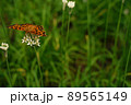 花韮の花にとまって羽を広げている蝶々（キタテハ） 89565149