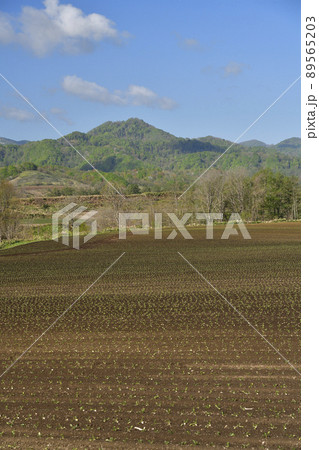 春の北海道厚沢部町で苗の移植を終えたばかりのビート畑の風景を撮影 春の北海道厚沢部町で苗の移植を終えたばかりのビート畑の風景を撮影 89565203