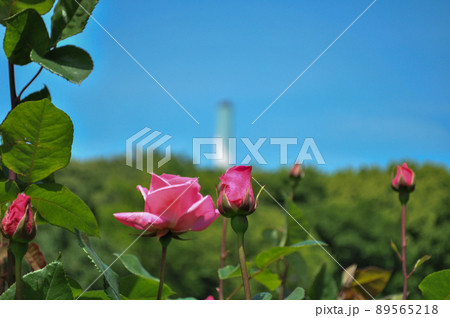 世田谷区にある砧公園の薔薇園 世田谷区にある砧公園の薔薇園 89565218