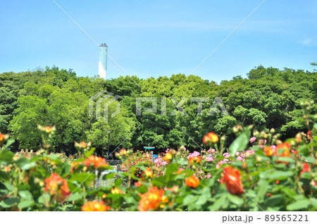 世田谷区にある砧公園の薔薇園 89565221