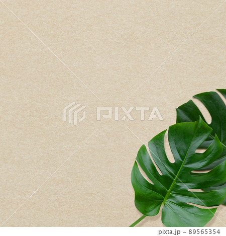 モンステラの葉と紙のテクスチャ 89565354
