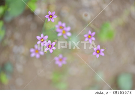 ニワゼキショウ（庭石菖）の花 89565678