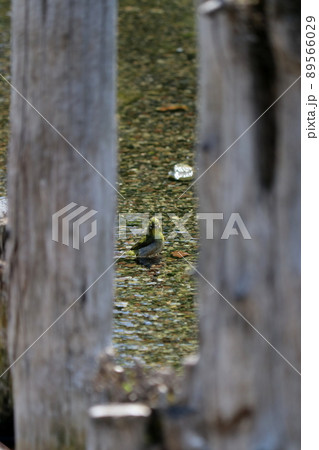 メジロの水浴び 89566029