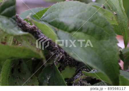 梅の葉についたアブラムシ 梅の葉についたアブラムシ 89566117