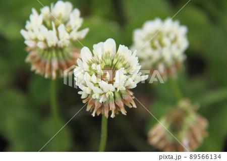 シロツメクサ シロツメクサ 89566134