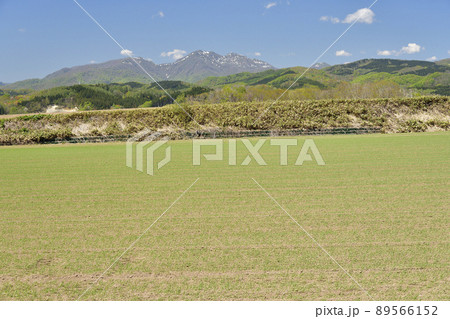 春の北海道厚沢部町で芽を出したばかりの春まき小麦畑の風景を撮影 春の北海道厚沢部町で芽を出したばかりの春まき小麦畑の風景を撮影 89566152