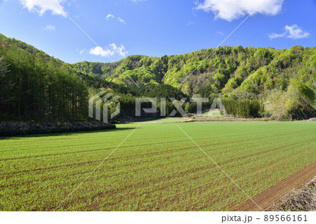 春の北海道厚沢部町で芽を出したばかりの春まき小麦畑の風景を撮影 春の北海道厚沢部町で芽を出したばかりの春まき小麦畑の風景を撮影 89566161