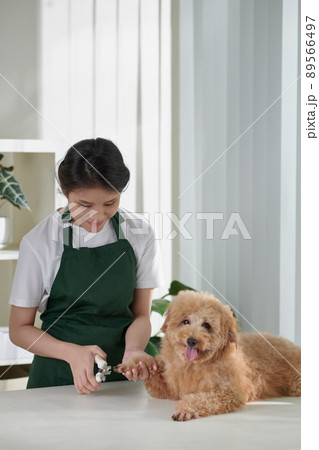 Groomer Trimming Nails of Dog 89566497