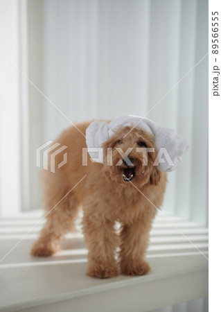 Adorable Small Dog 89566555