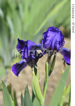 Standard dwarf iris Brannigan 89566621