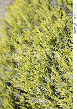 Lavender Platinum Blonde Lavender Platinum Blonde 89566625