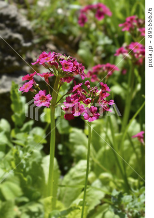 Japanese Primrose Millers Crimson Japanese Primrose Millers Crimson 89566626