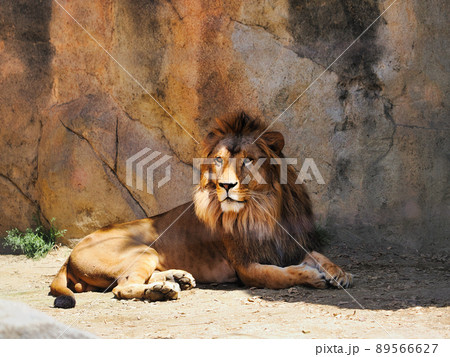 座っている動物園のライオンの写真素材 [89566627] - PIXTA