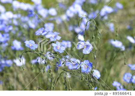 Perennial flax 89566641