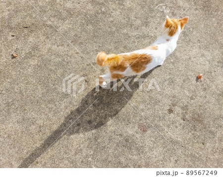 小春日和と猫 89567249