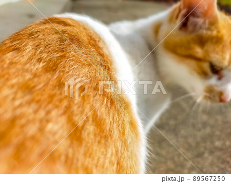 小春日和と猫 小春日和と猫 89567250