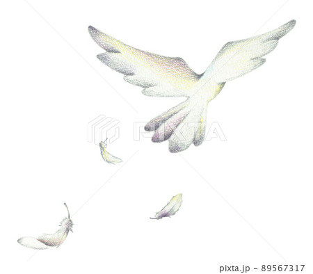 飛び立つ白い鳥 手描き色鉛筆画のイラスト素材