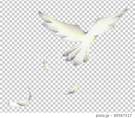 會飛的白鳥手繪彩色鉛筆劃 89567317