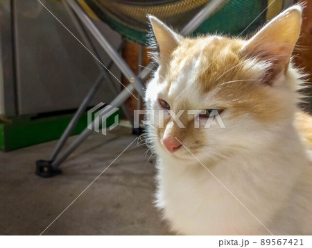 倉庫の中で遊ぶ猫 倉庫の中で遊ぶ猫 89567421