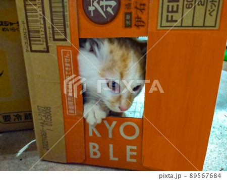 箱好きの子猫 89567684