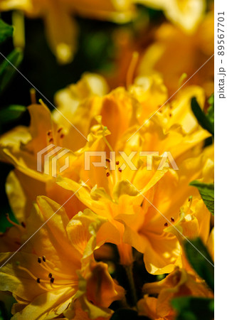 黄蓮華躑躅 きれんげつつじ の写真素材