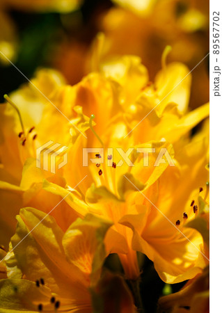 黄蓮華躑躅 きれんげつつじ の写真素材