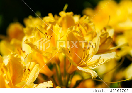 黄蓮華躑躅 きれんげつつじ の写真素材