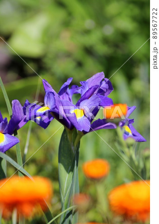 青色のダッチアイリス 89567722