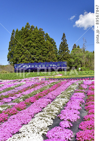 春の北海道木古内町で芝桜の公園脇を道南いさりび鉄道の普通列車が通る風景を撮影 89567847