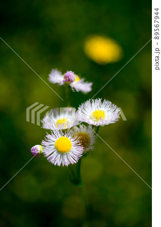 春紫苑 (ハルジオン) 89567944