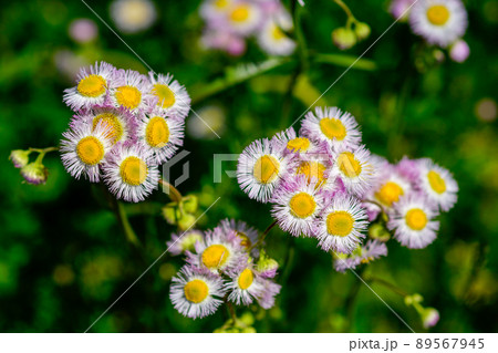 春紫苑 (ハルジオン) 89567945