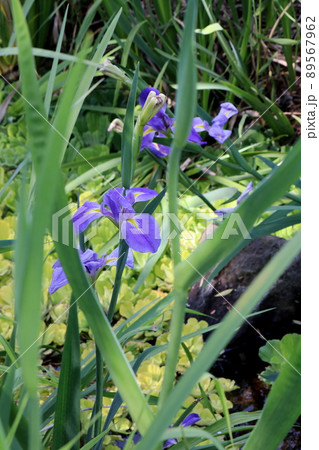 ハナショウブ ハナショウブ 89567962