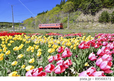 春の北海道木古内町サラキ岬公園で道南いさりび鉄道の普通列車が通る風景を撮影 89568371