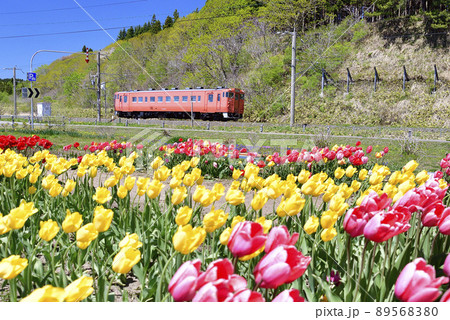 春の北海道木古内町サラキ岬公園で道南いさりび鉄道の普通列車が通る風景を撮影 89568380