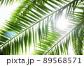 ヤシの葉と太陽 89568571
