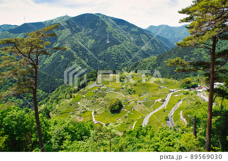 天空の茶畑 天空の茶畑 89569030