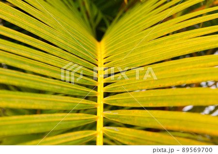Palm leaf closeup, Dominican Republic, sunny beach, palm trees, on the coast Palm leaf closeup, Dominican Republic, sunny beach, palm trees, on the coast 89569700