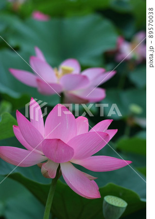 古代ロマン大賀ハス 古代ロマン大賀ハス 89570038