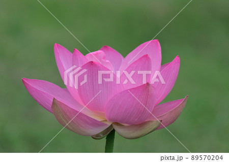 古代ロマン大賀ハス 89570204