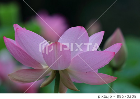 古代ロマン大賀ハス 古代ロマン大賀ハス 89570208