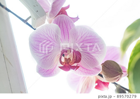 Pink orchid flower close up, macro photo 89570279
