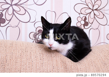 Black and white cat lying down relaxing on the back cushion of a brown couch Black and white cat lying down relaxing on the back cushion of a brown couch 89570294