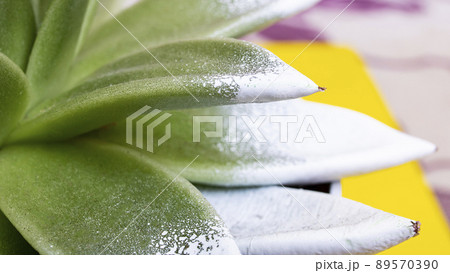 Green leaves of echeveria plant close up 89570390
