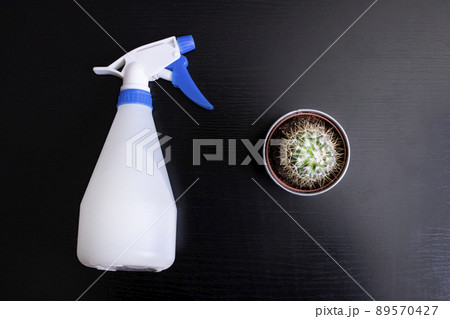 Watering a home green cactus plant closeup Watering a home green cactus plant closeup 89570427