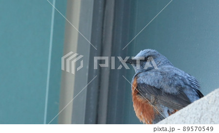 ヒヨドリ 南海 浜 89570549