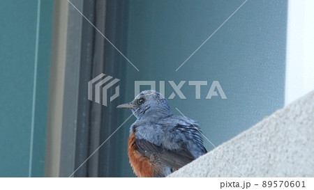 ヒヨドリ 南海 浜 89570601