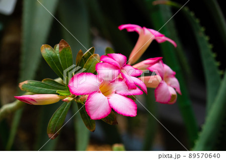 アデニウム(砂漠のバラ)の花　学名： Adenium 89570640