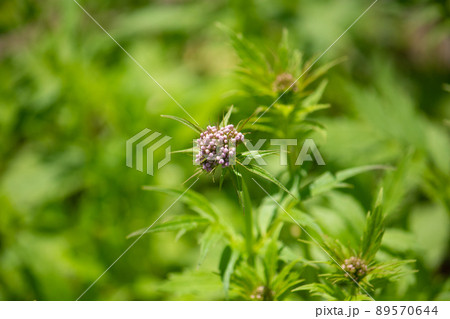 カノコソウ（鹿の子草、学名：Valeriana fauriei Briq.）　生薬名：カノコソウ　別 89570644