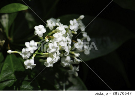 ホウライアオキ（蓬莱青木） キョウチクトウ科 学名：Rauwolfia verticillata B 89570647