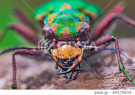 Portrait of Tiger Beetle - Cicindela campestris, background with beetle 89570650